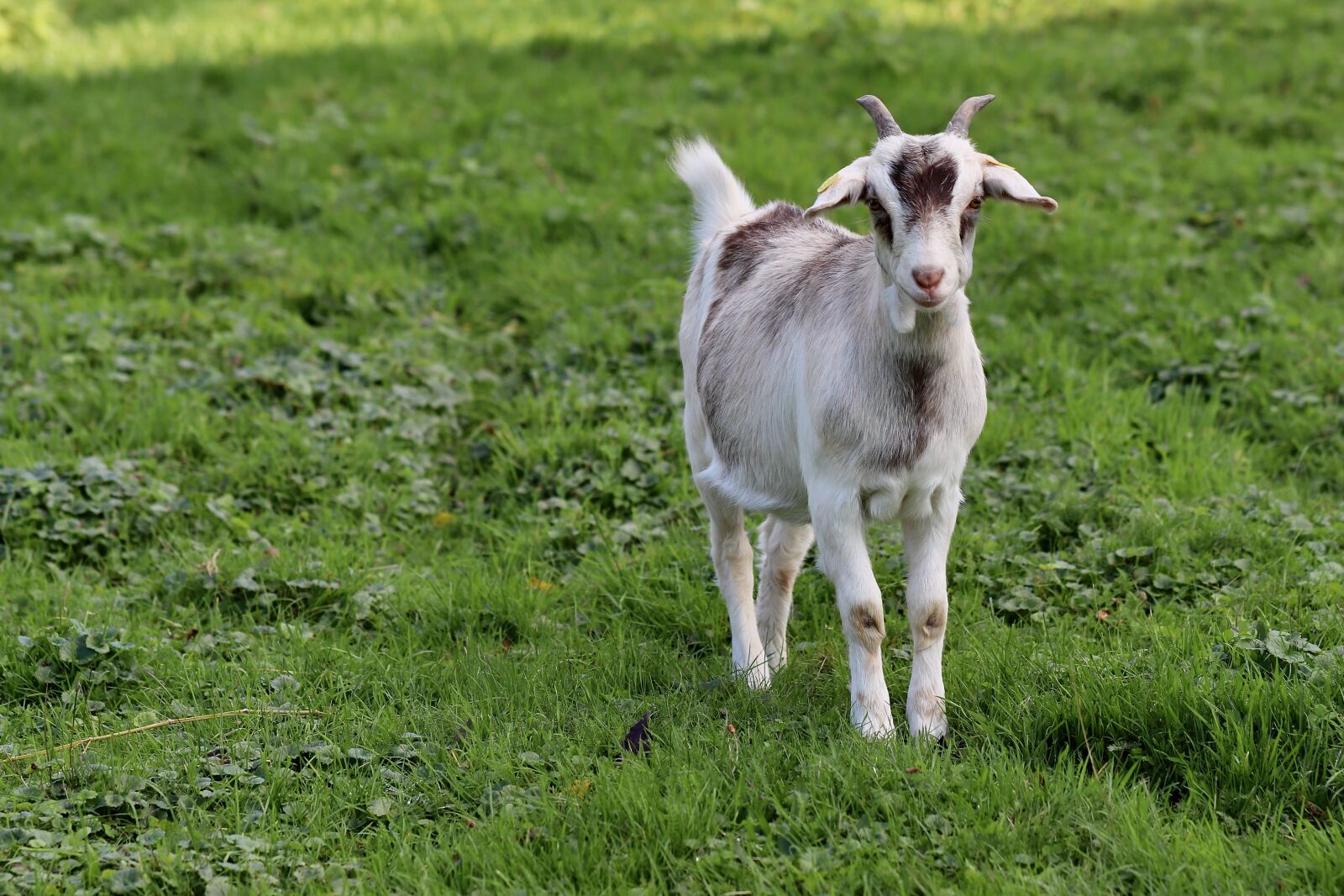 Canon EOS 800D (EOS Rebel T7i / EOS Kiss X9i) sample photo. Goat, kid, domestic goat photography