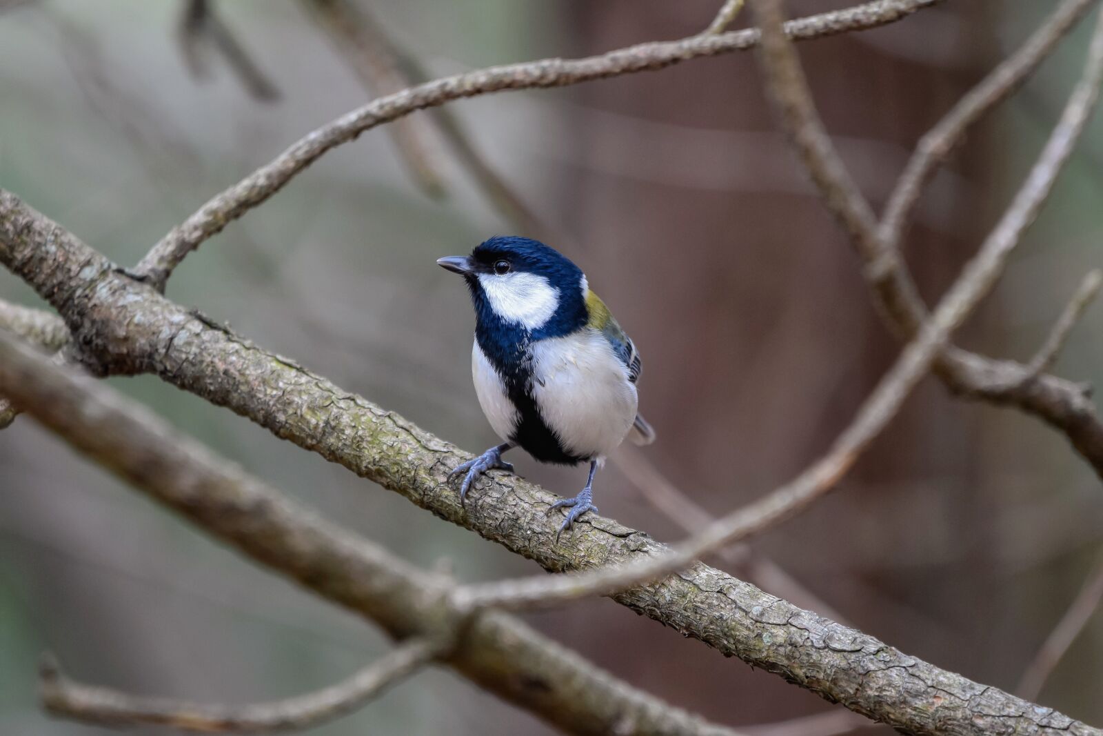 Nikon D7200 sample photo. Animal, forest, wood photography