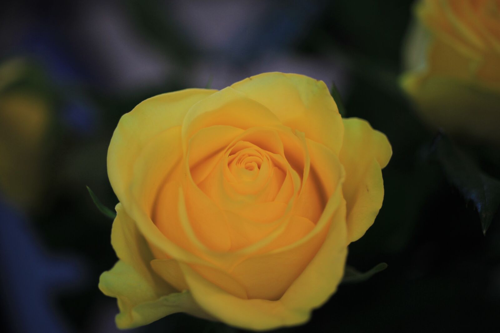 Canon EOS 7D sample photo. Rose, yellow, blossom photography