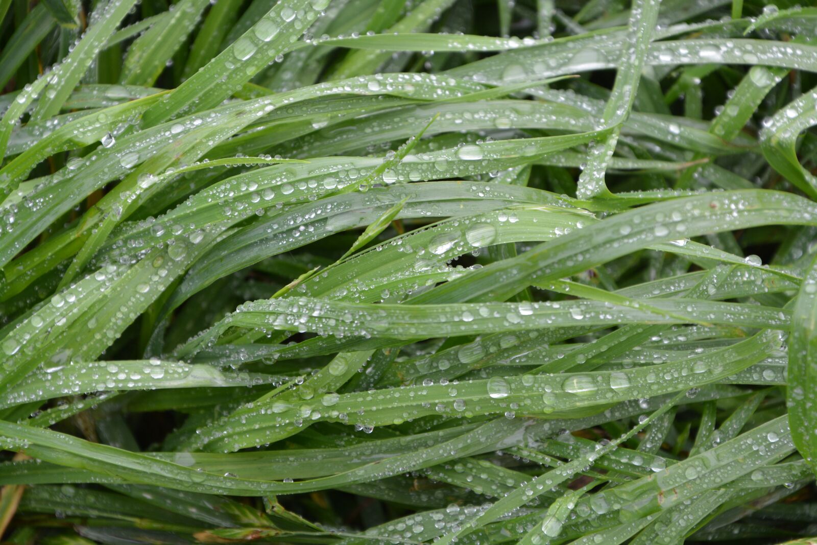 Nikon D5200 sample photo. Herbs, water, wet grass photography