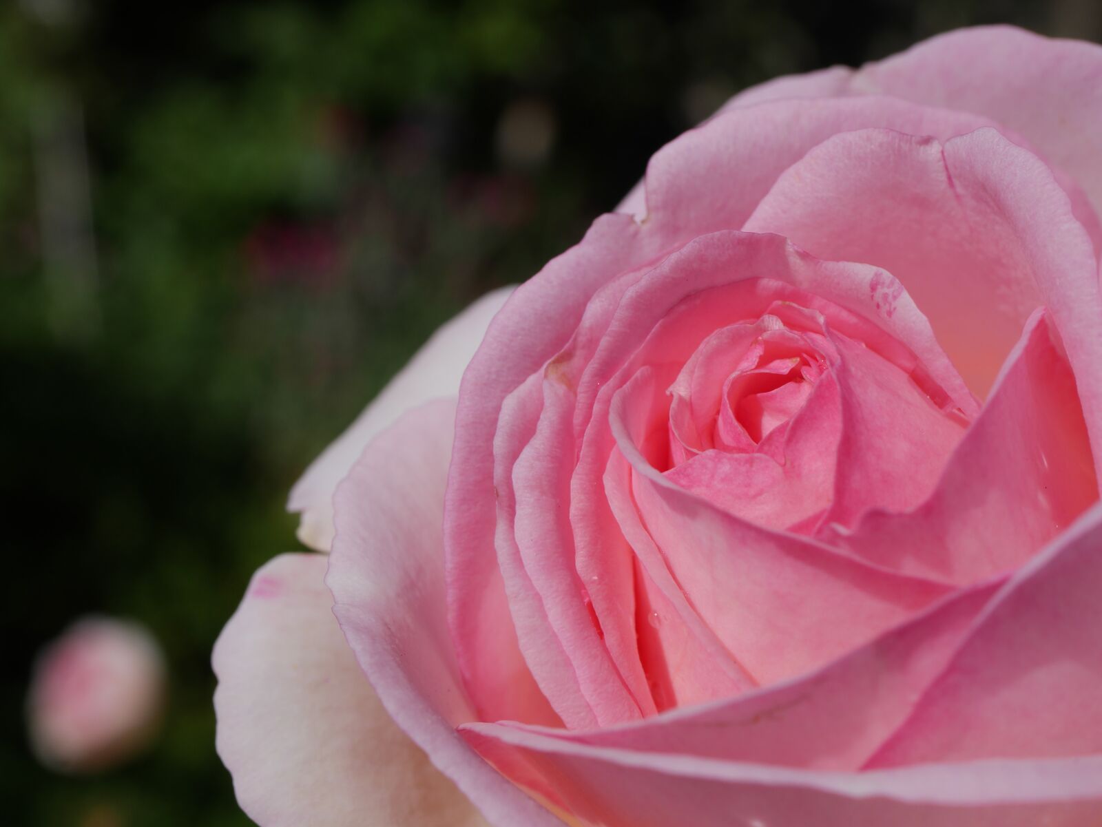 Panasonic DMC-G70 sample photo. Rose, pink, blossom photography