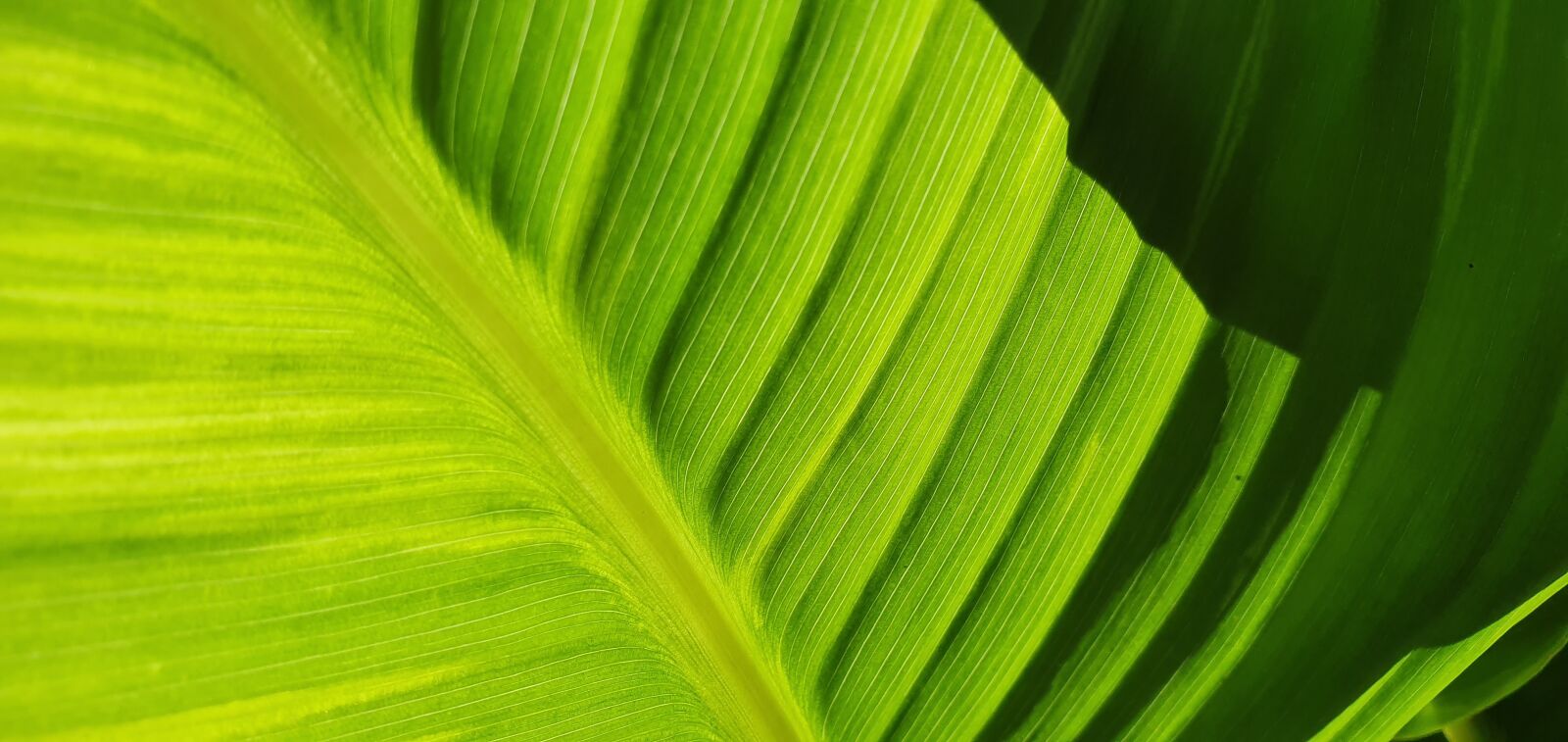 Samsung Galaxy S10 sample photo. Canna, green, leaf photography