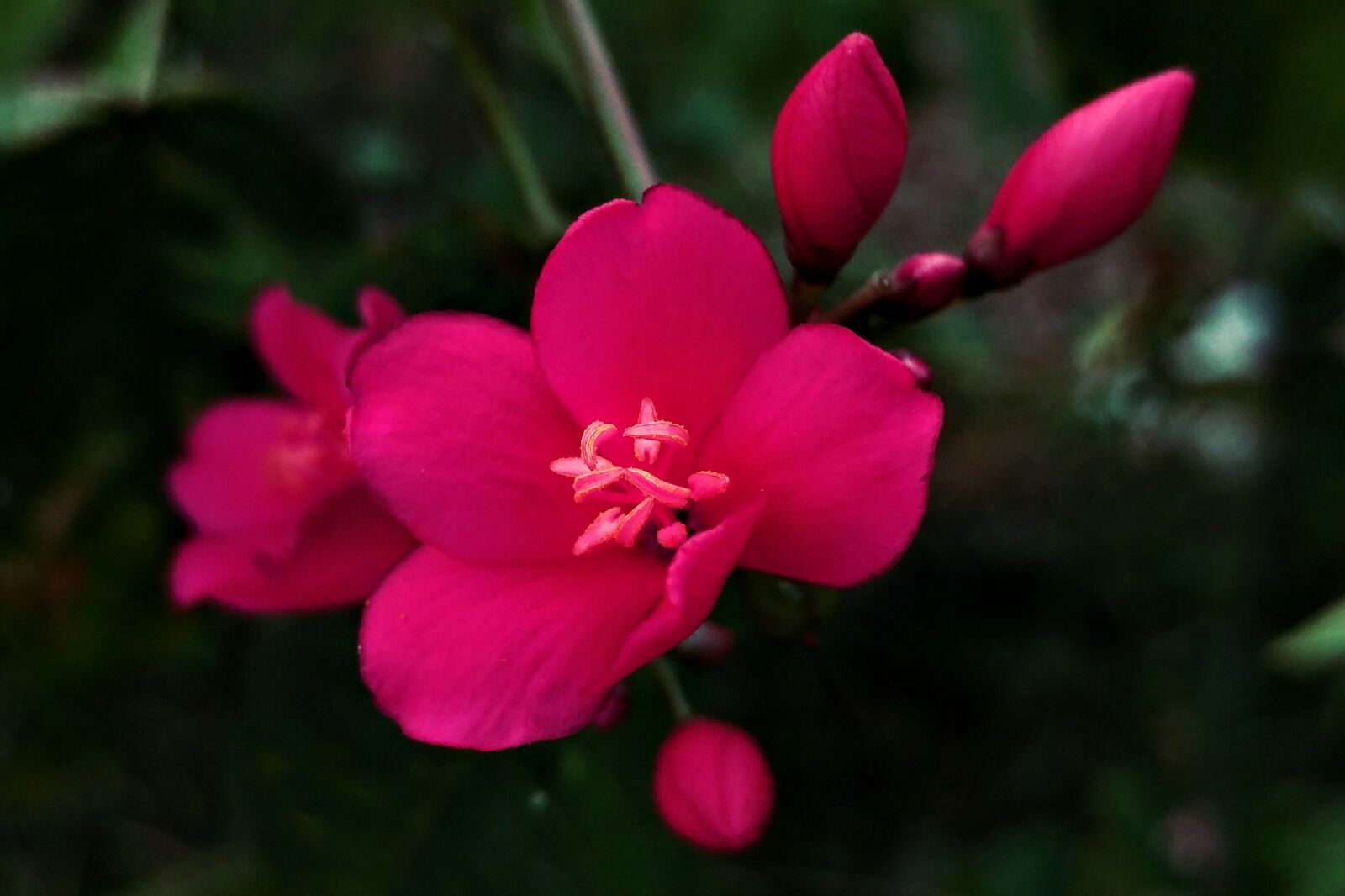 LG G5 sample photo. Red tiny flower, flower photography
