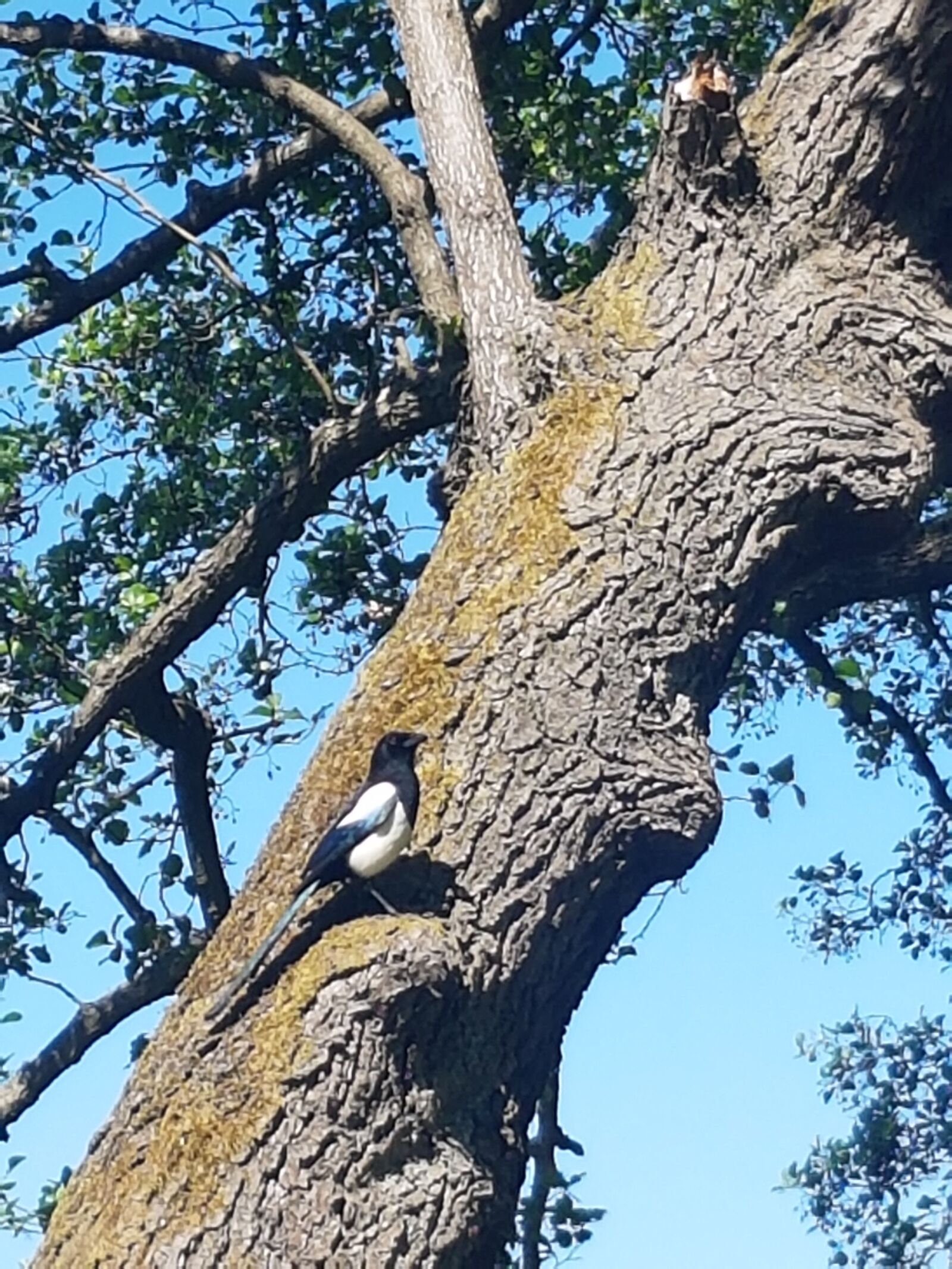 Samsung Galaxy S7 sample photo. Tree, bird, sky photography