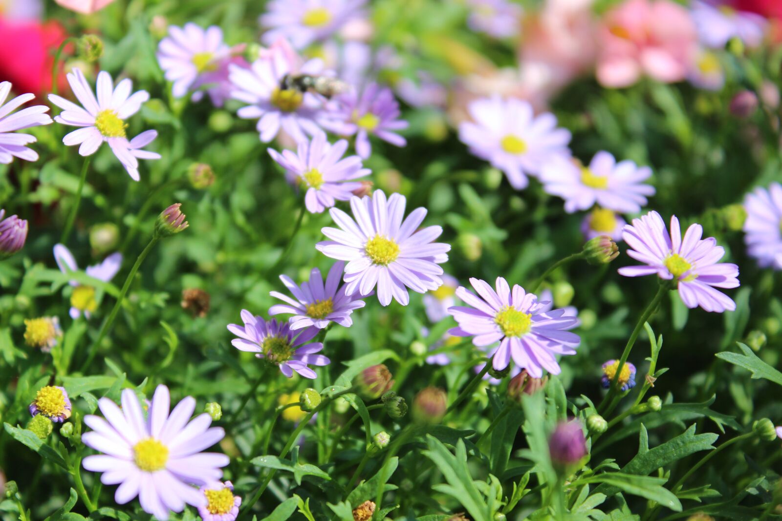 Canon EOS 600D (Rebel EOS T3i / EOS Kiss X5) sample photo. Violet, pastel, flowers photography