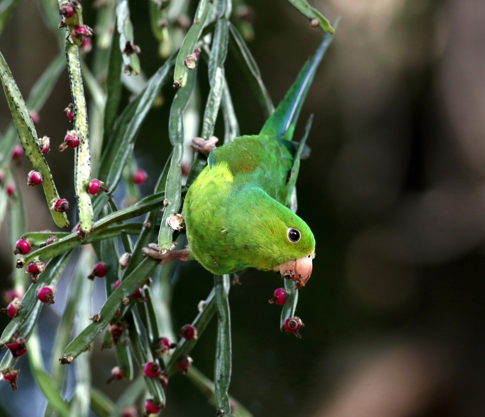 Canon EOS 5D Mark III sample photo. Parakeet green, feeding, bird photography