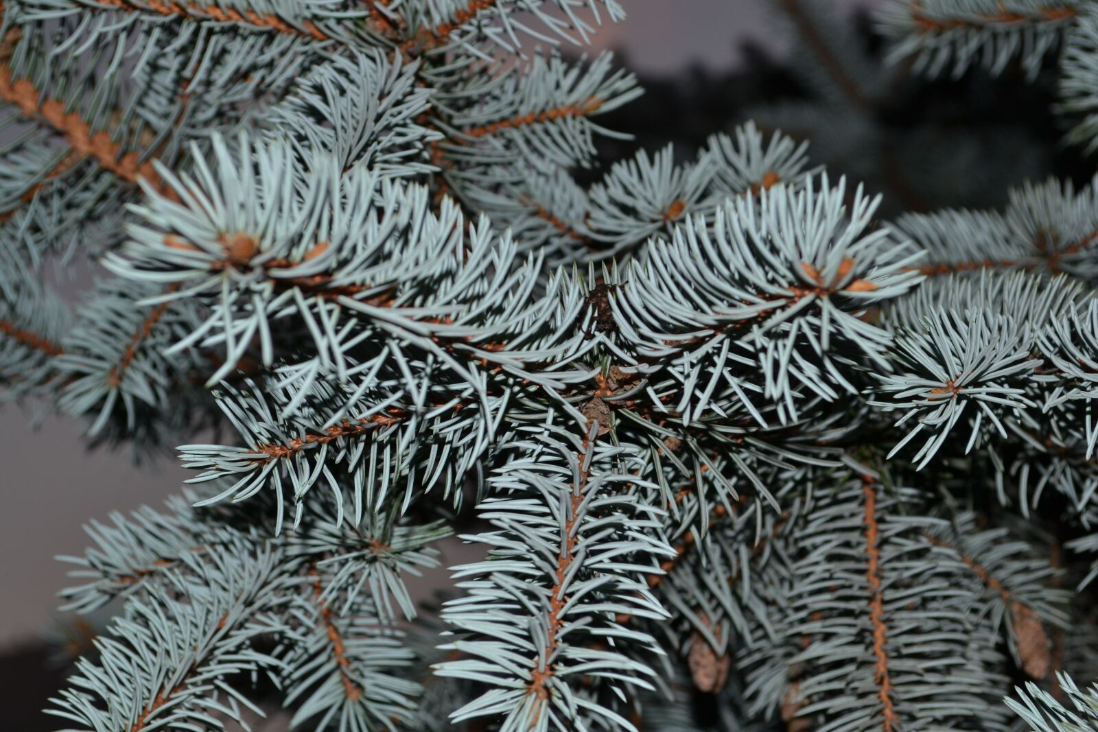 Nikon D3100 sample photo. Spruce, needles, tree photography