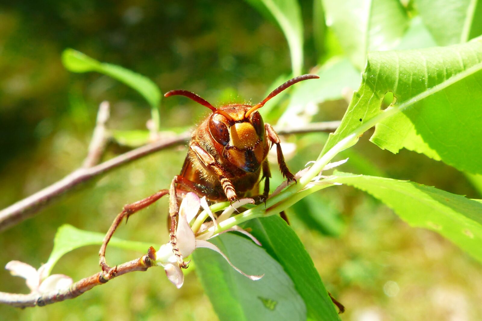 Panasonic Lumix DMC-FZ200 sample photo. Animals, invertebrates, insects photography