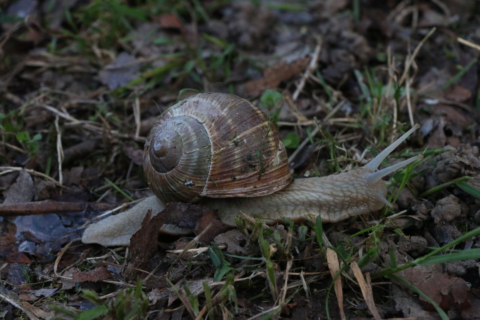 Canon EOS 70D sample photo. Macro, prato, grass photography