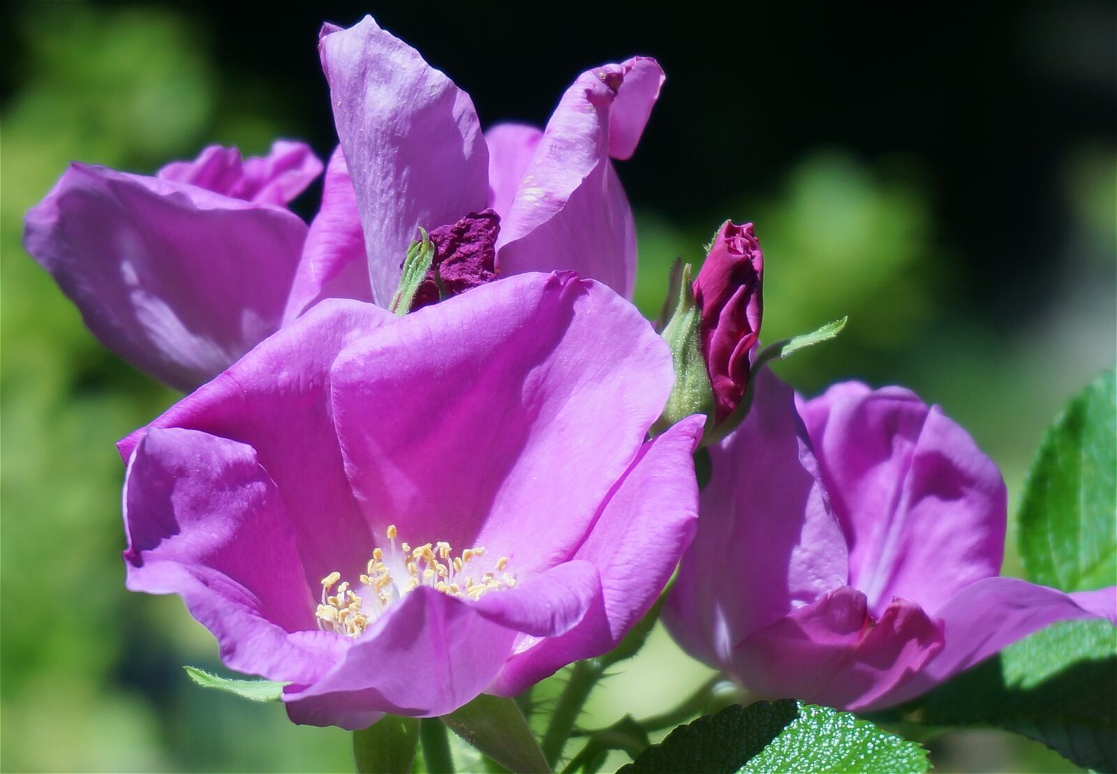 Sony Alpha NEX-5T sample photo. Rose clusters, rugosa rose photography