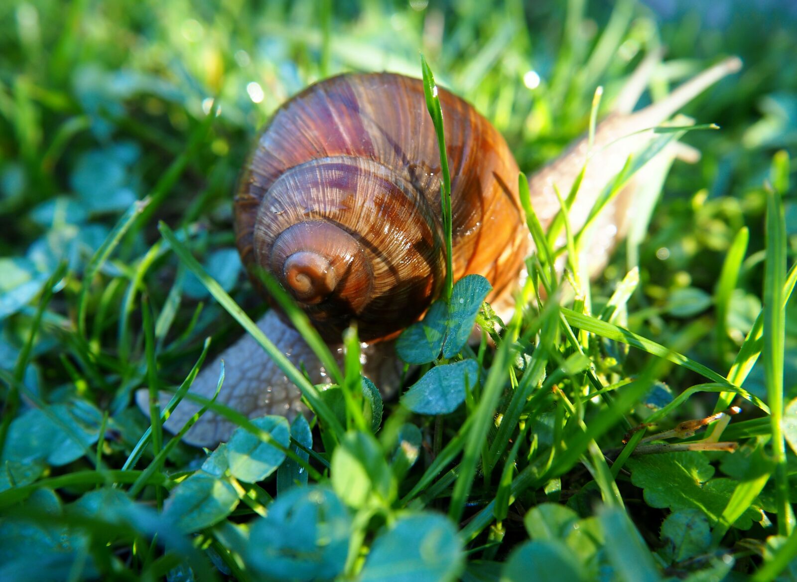 Olympus OM-D E-M10 sample photo. Snail, shell, snail shells photography