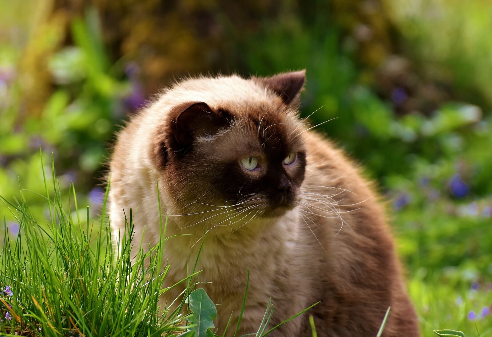 Nikon D7200 sample photo. British shorthair, rest, relaxed photography