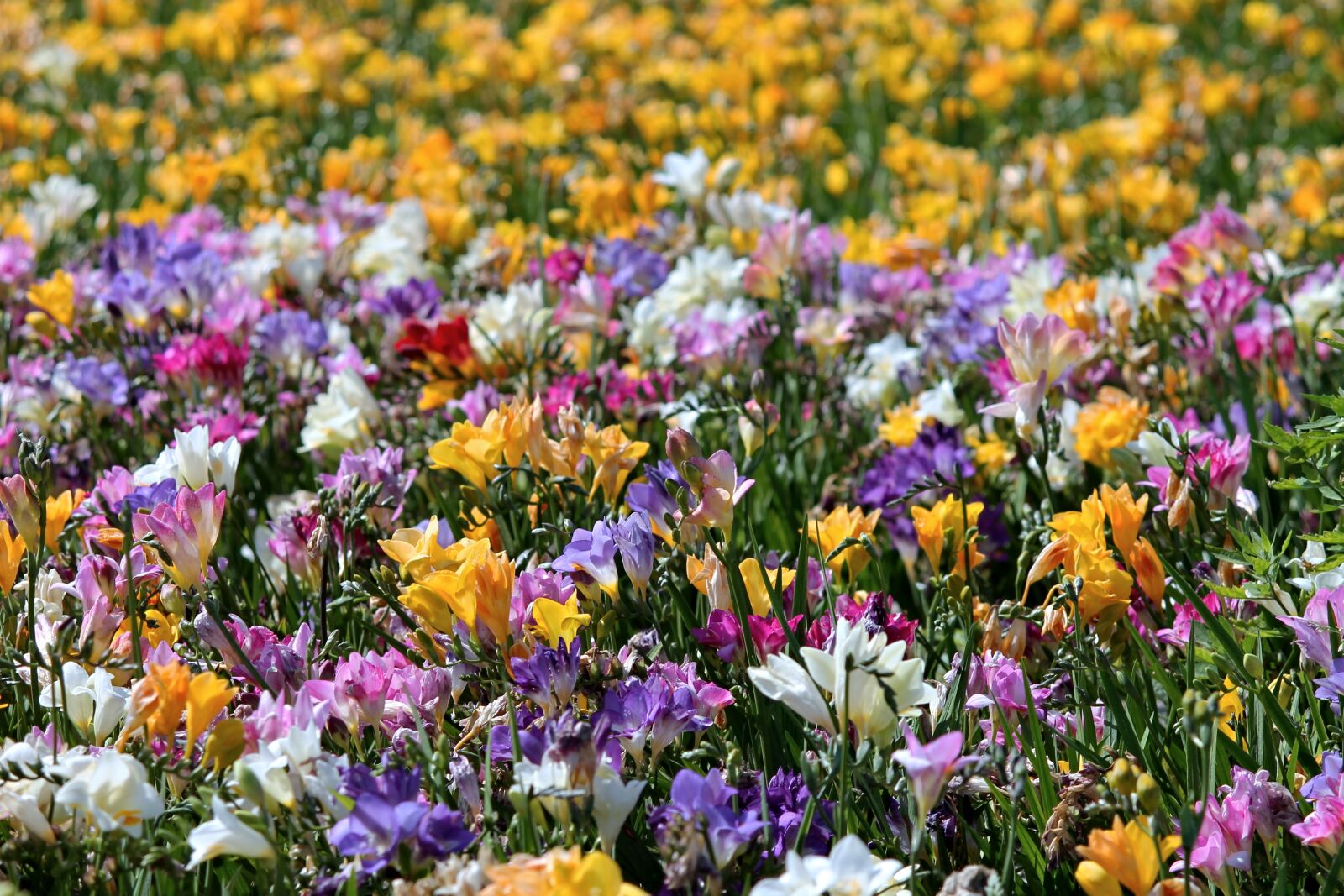 Canon EOS 1100D (EOS Rebel T3 / EOS Kiss X50) sample photo. Freesia, freesias, field of photography