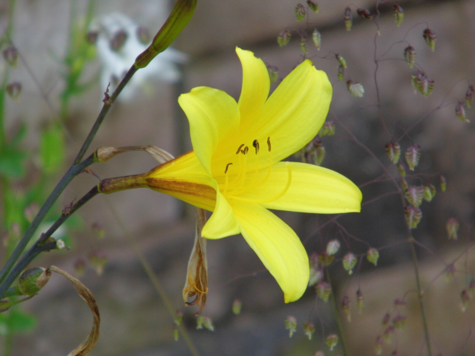 Benq GH600 sample photo. Lily, yellow flower, yellow photography