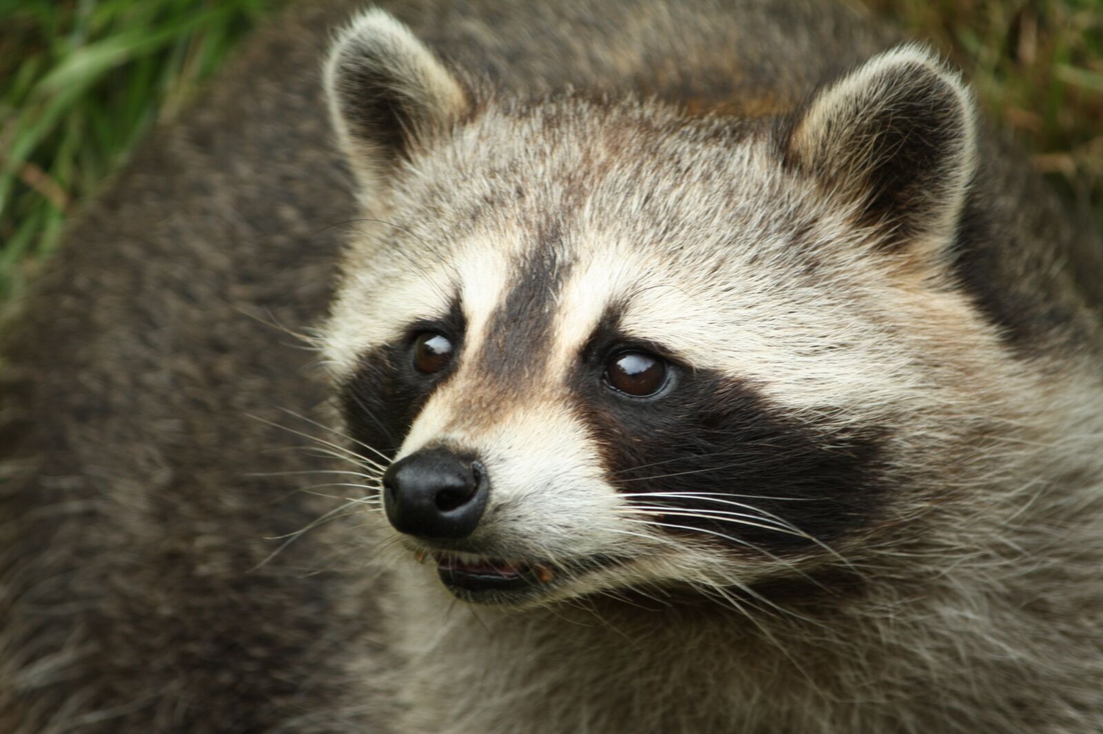 Canon EOS 450D (EOS Rebel XSi / EOS Kiss X2) sample photo. Raccoon, head, animals photography