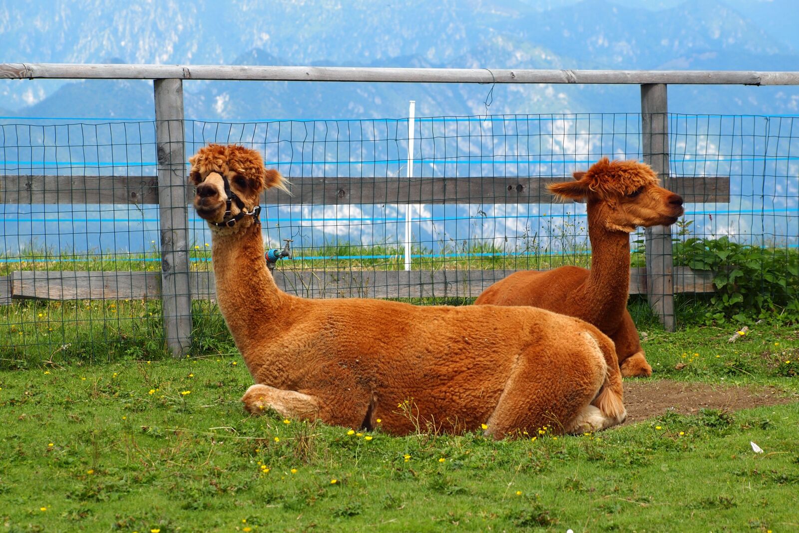 Olympus PEN E-PL1 sample photo. Alpaca, animals, vicuña photography