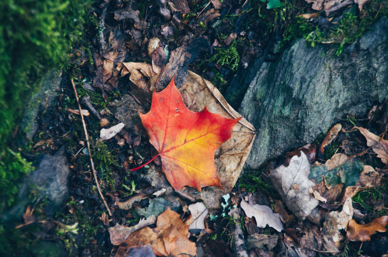 Nikon D5100 sample photo. Maple leaf, orange, yellow photography