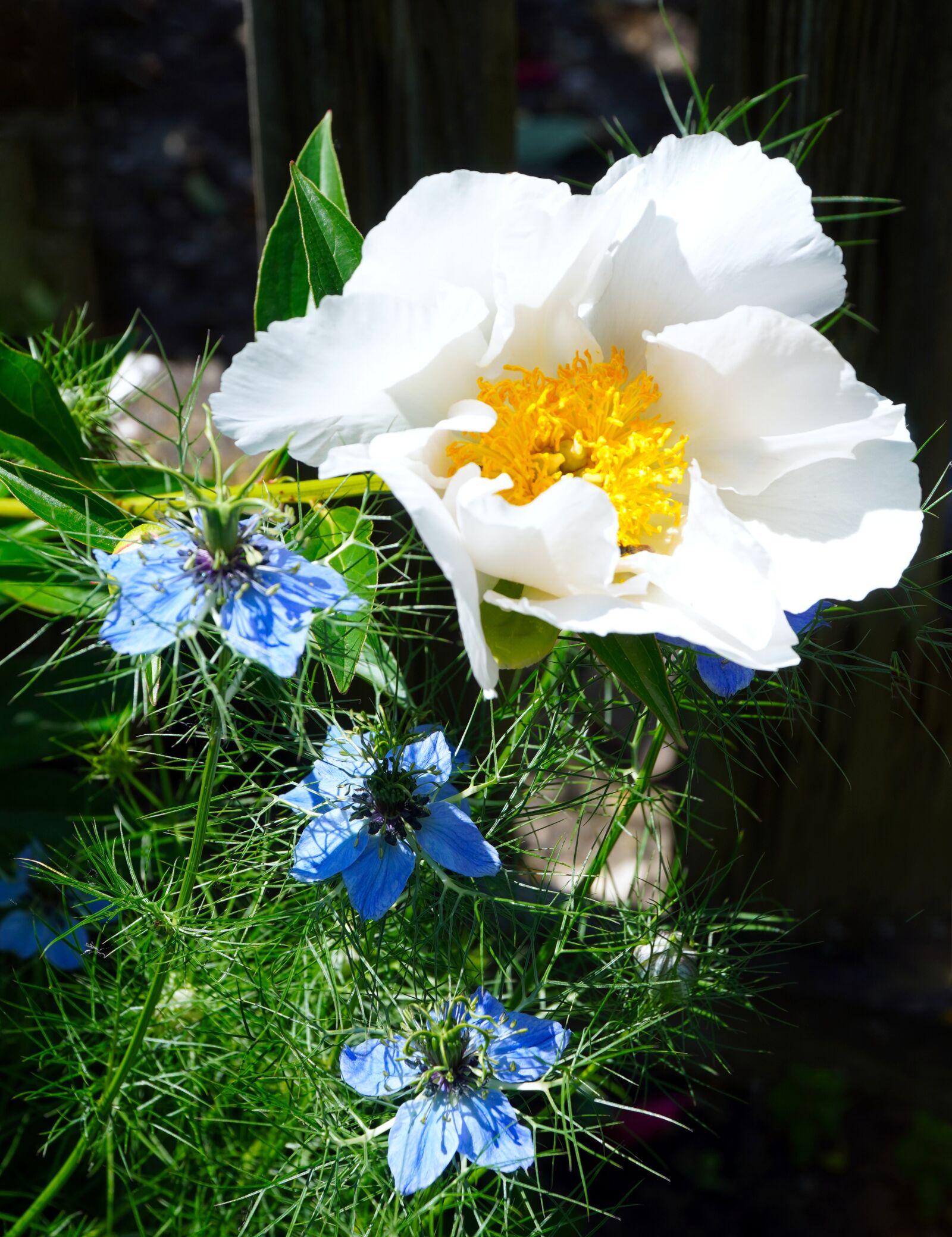 Sony E PZ 18-105mm F4 G OSS sample photo. Peony, white, flower photography