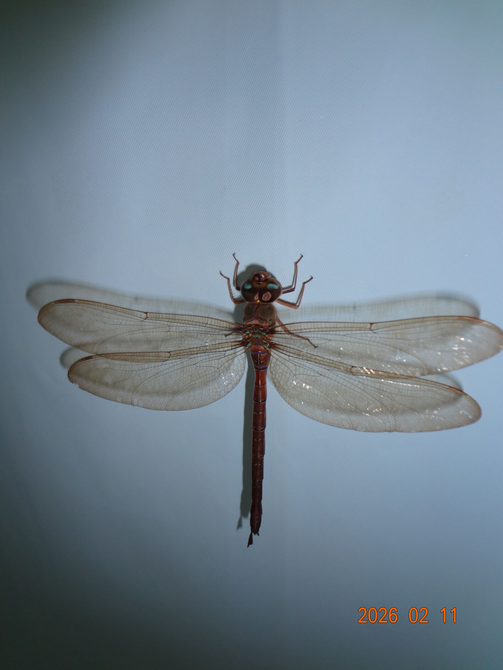 Sony DSC-WX7 sample photo