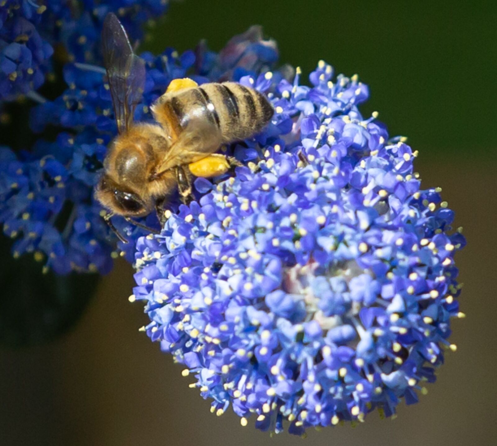 Canon EOS 5D Mark III sample photo. Pollen on bee, bee photography