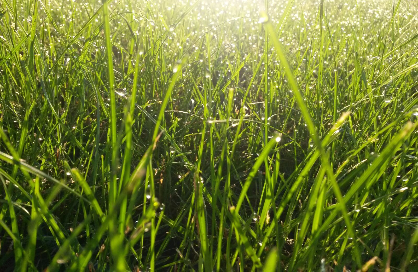 Samsung Galaxy S4 Mini sample photo. Grass, garden, nature photography