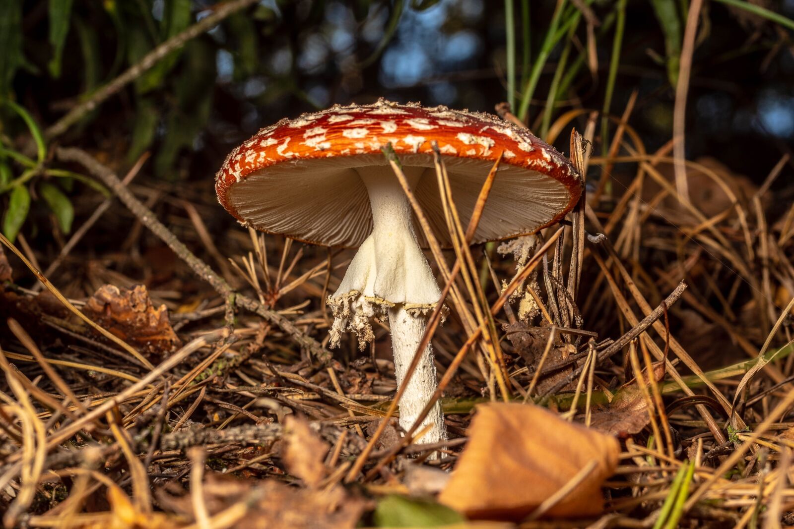 Sony SLT-A68 + MACRO 50mm F2.8 sample photo. Close up, mushroom, nature photography