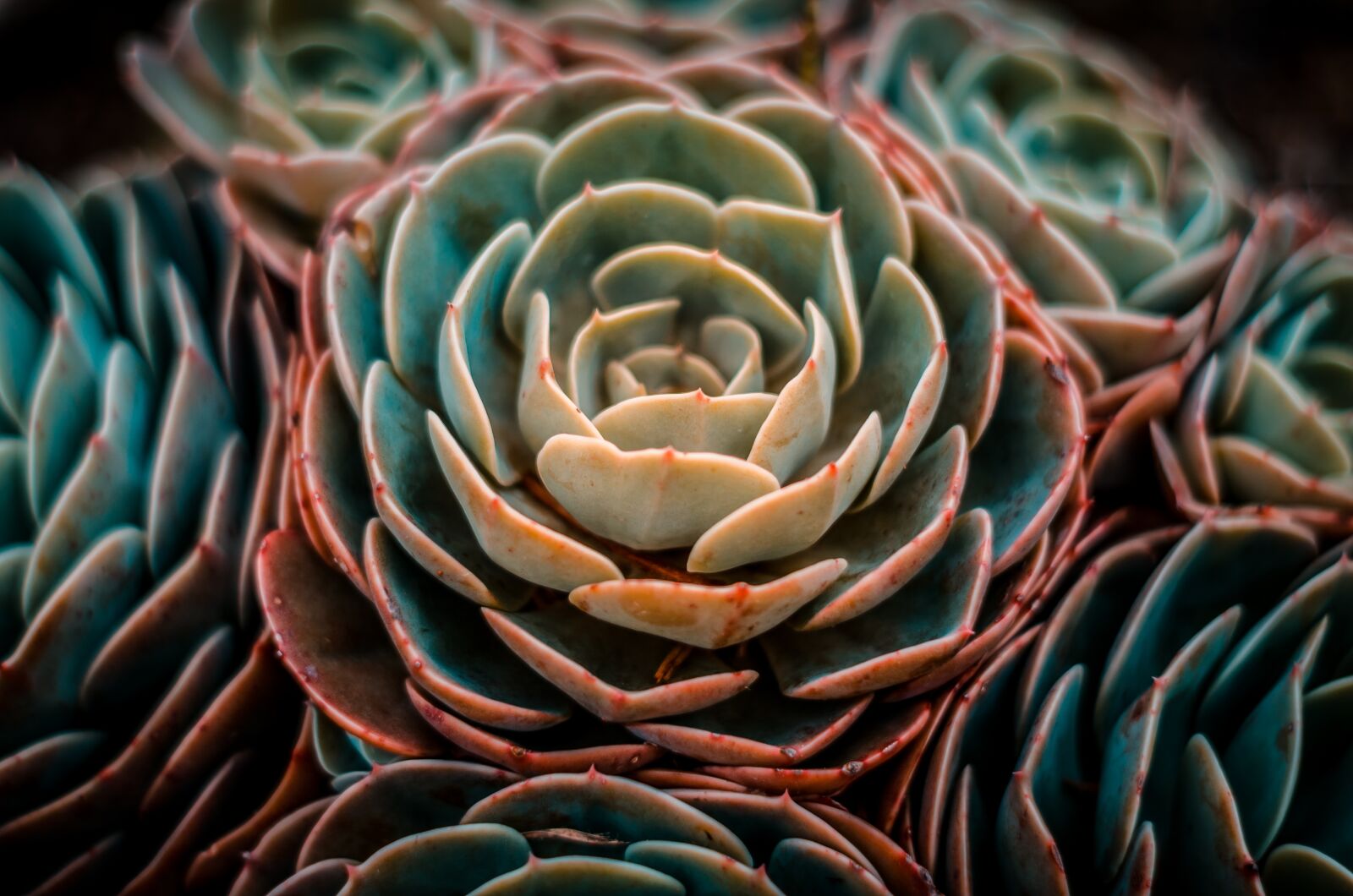 Nikon D5100 sample photo. Vegetal, natural, ambiente photography