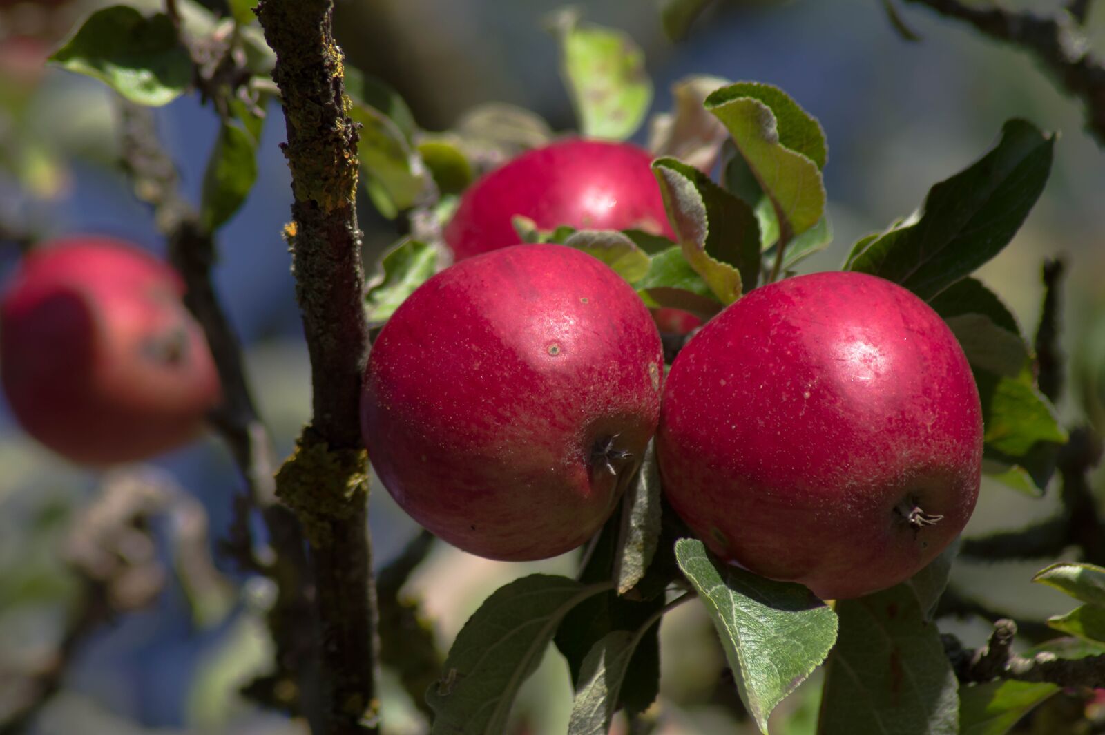 Pentax KP sample photo. Apples, apple, fall photography