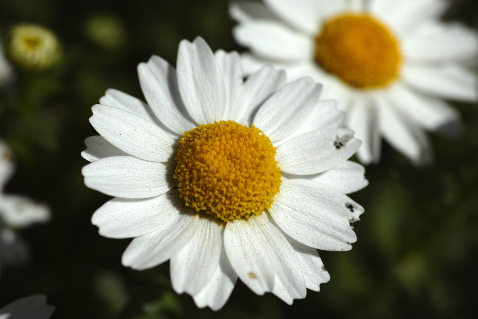 Sigma DP3 Merrill sample photo. Daisy, flower, nature photography