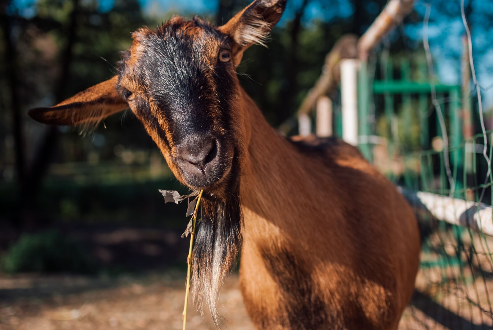 Fujifilm FinePix S5 Pro sample photo. Goat, animal, zoo photography