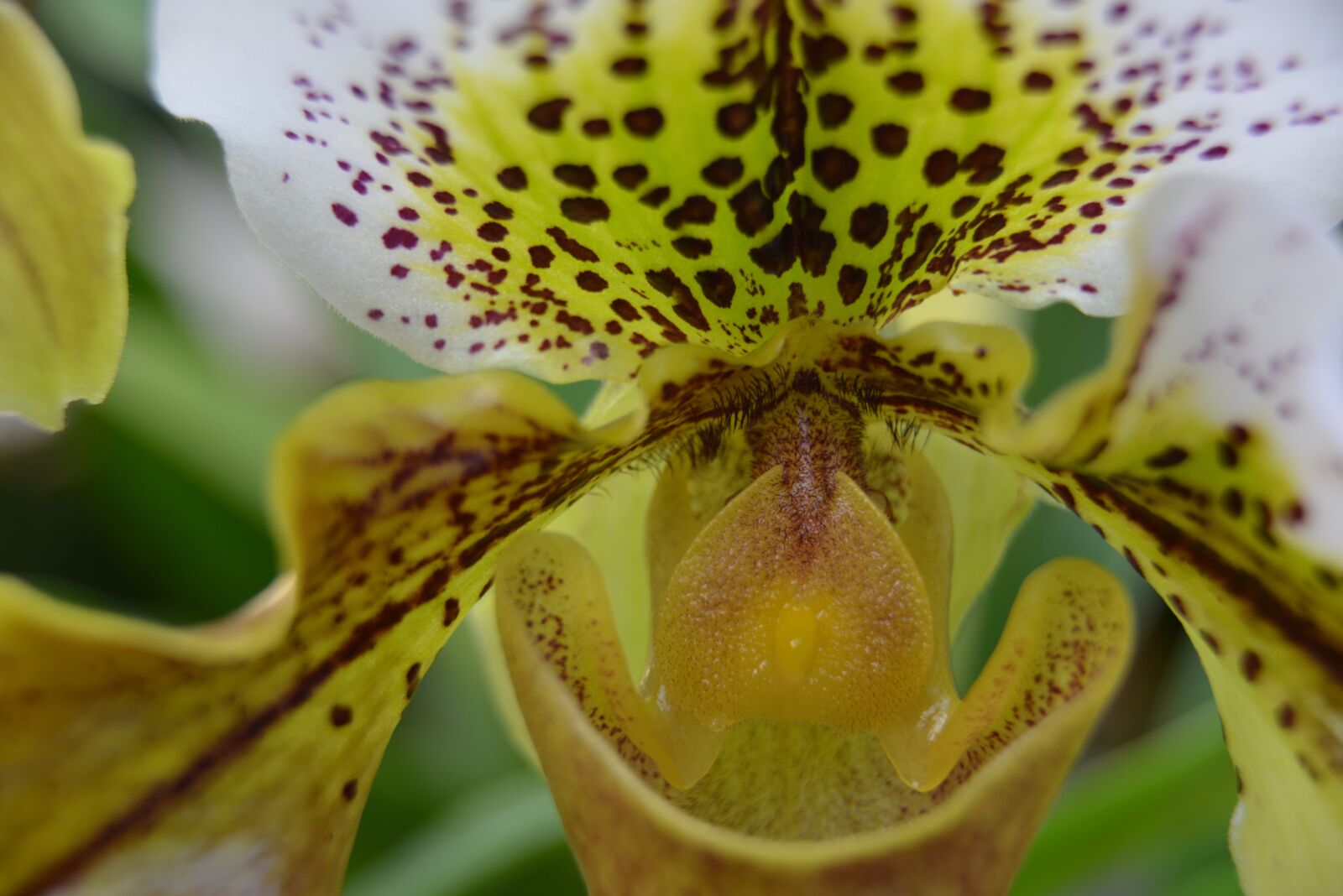 Nikon D800 sample photo. Orchid, flower, macro photography