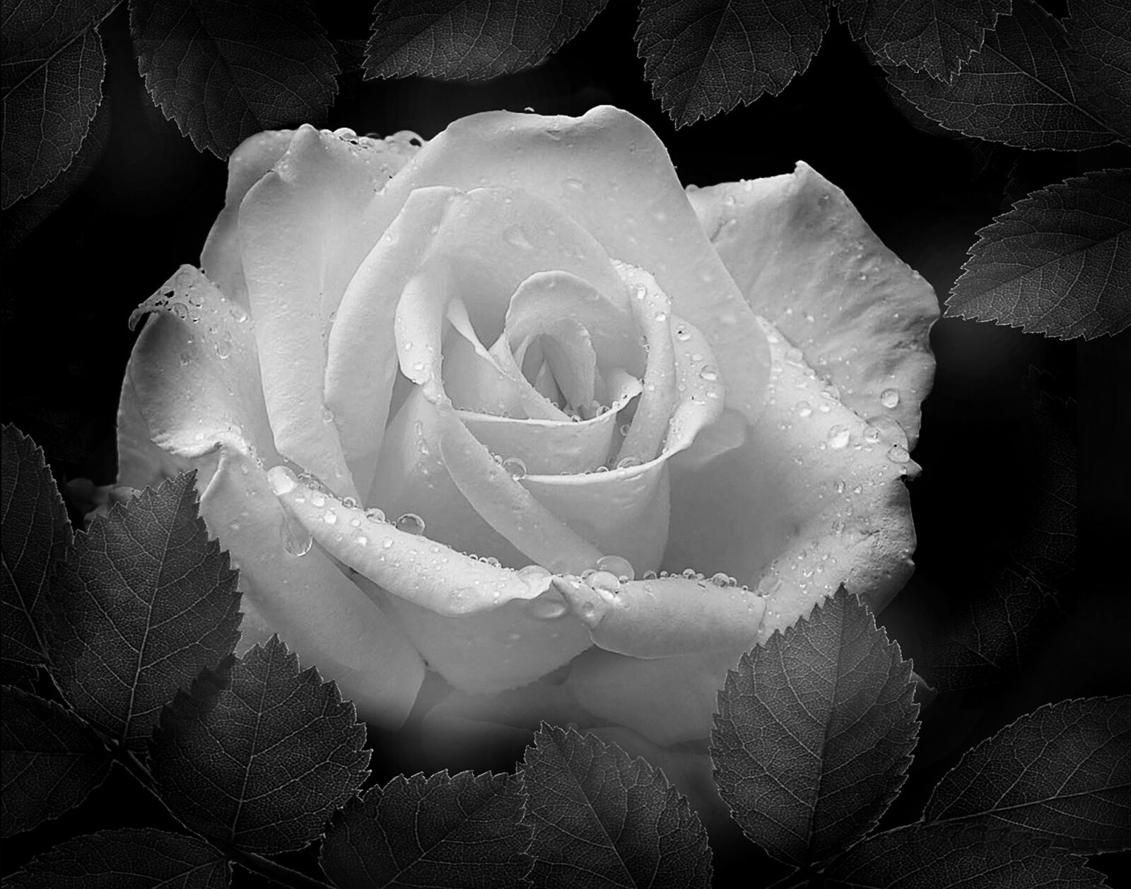 Sony Alpha DSLR-A550 sample photo. Rose, black and white photography