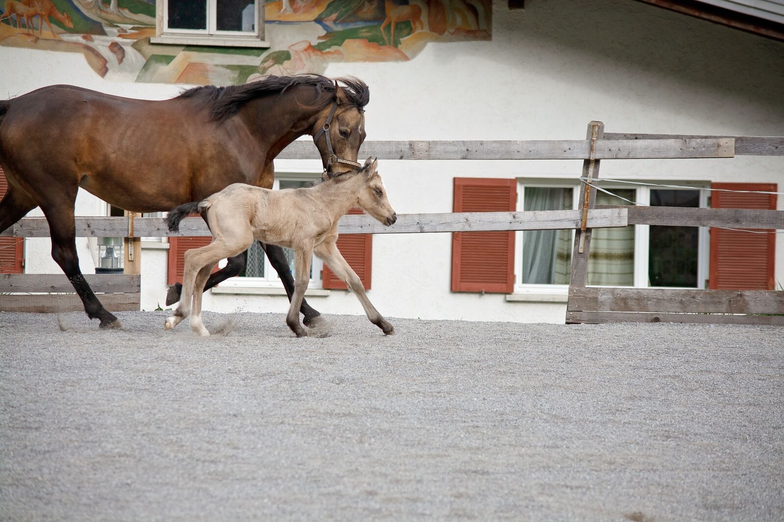 Nikon D7100 sample photo. Mare, foal, horse photography