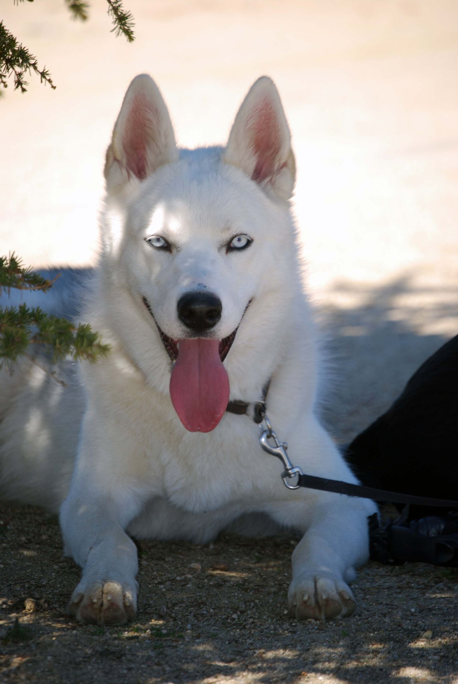 Nikon D60 sample photo. Siberian husky, dog, dog photography