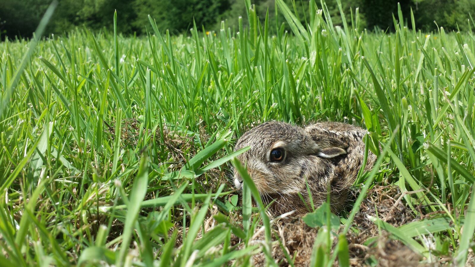 Samsung Galaxy S4 sample photo. Rabbit, lapereau, hare photography