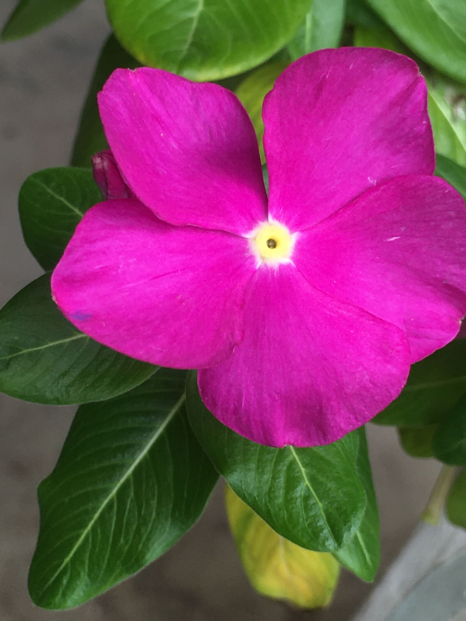 Apple iPhone 6s Plus + iPhone 6s Plus back camera 4.15mm f/2.2 sample photo. Periwinkle, flowers, pink photography