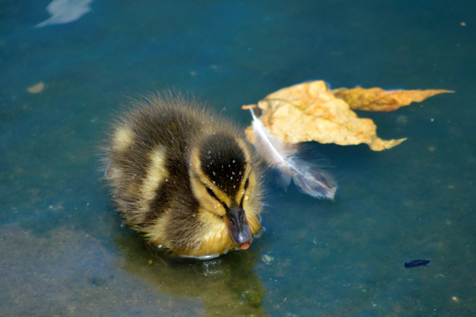 Nikon D3200 sample photo. Duckling, droplets, cute photography