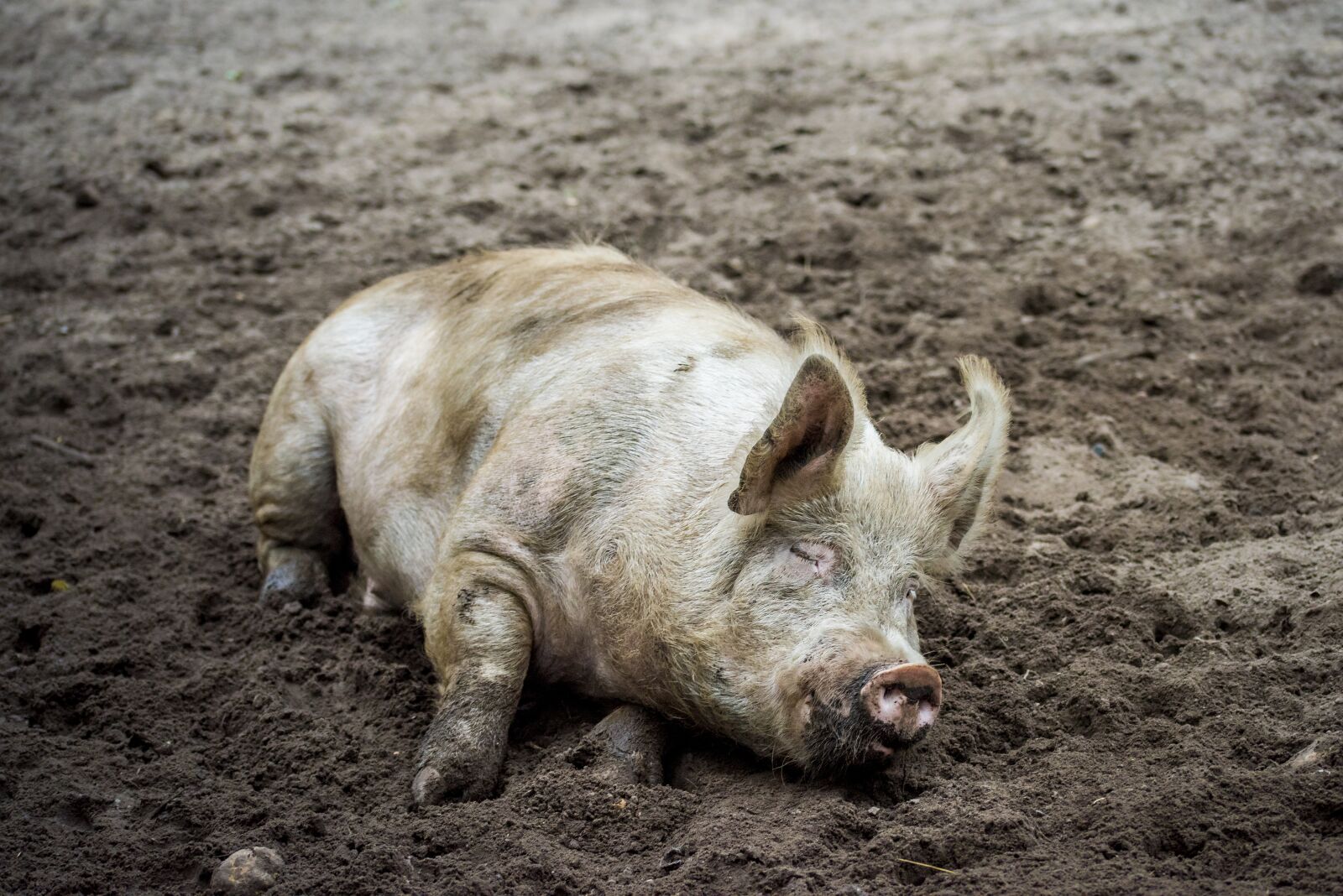 Nikon D810 sample photo. Pig, sow, animal photography
