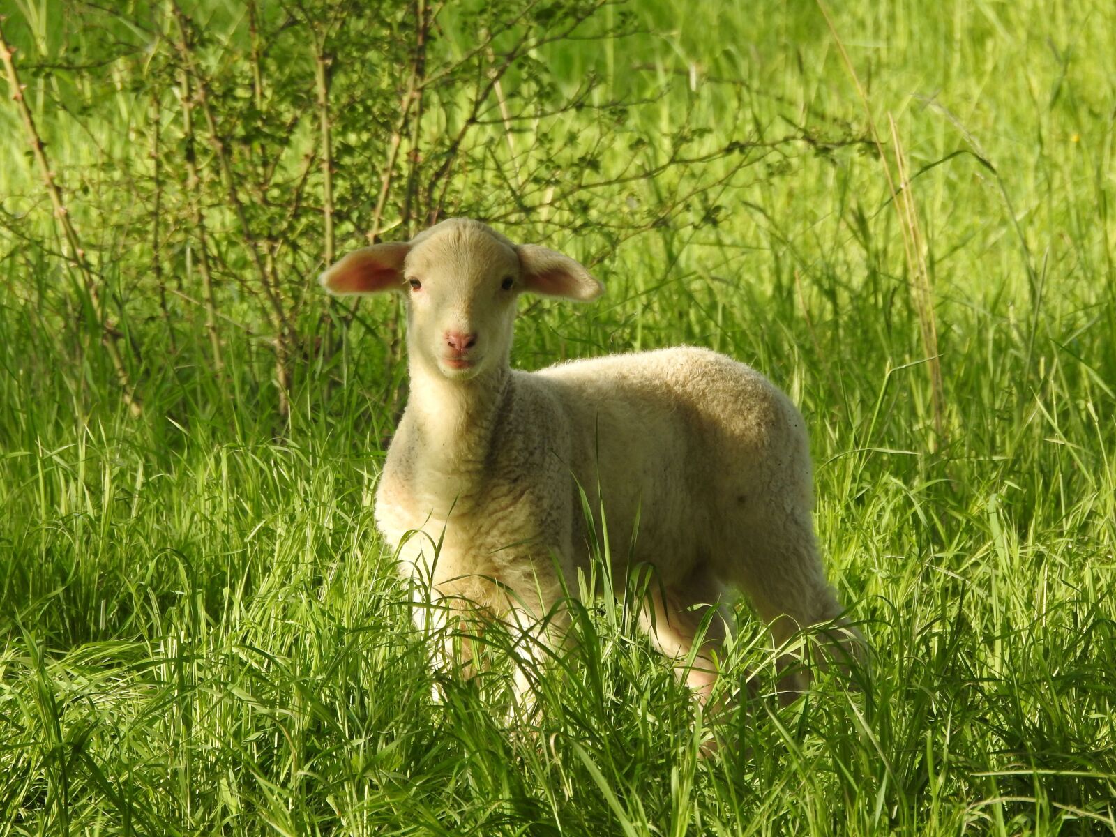 Nikon Coolpix P900 sample photo. Lamb, curious, cute photography