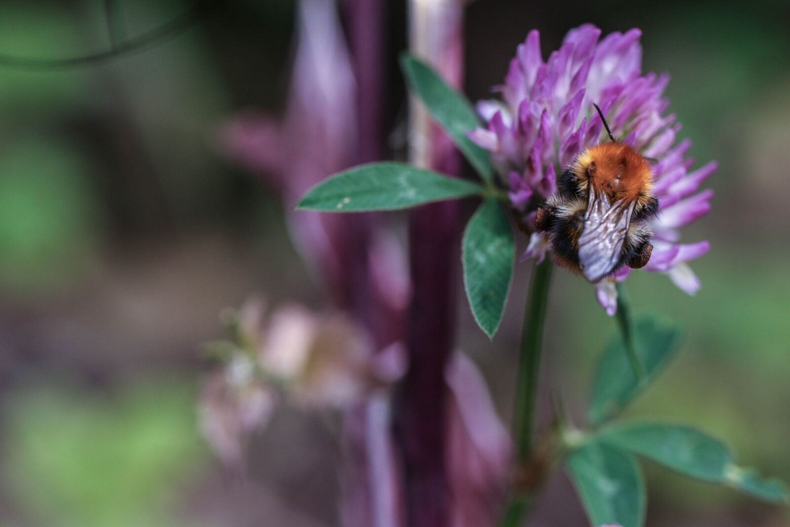 Canon EOS 7D Mark II sample photo. Bumblebee, flower, insect photography