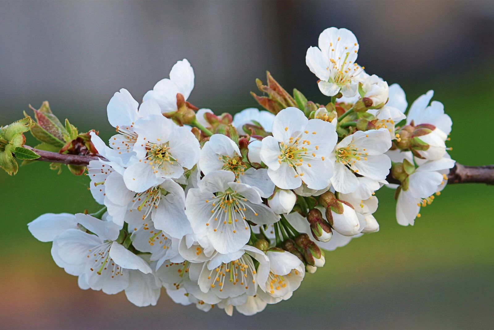Canon EOS 600D (Rebel EOS T3i / EOS Kiss X5) sample photo. Flowers, branch, apple tree photography