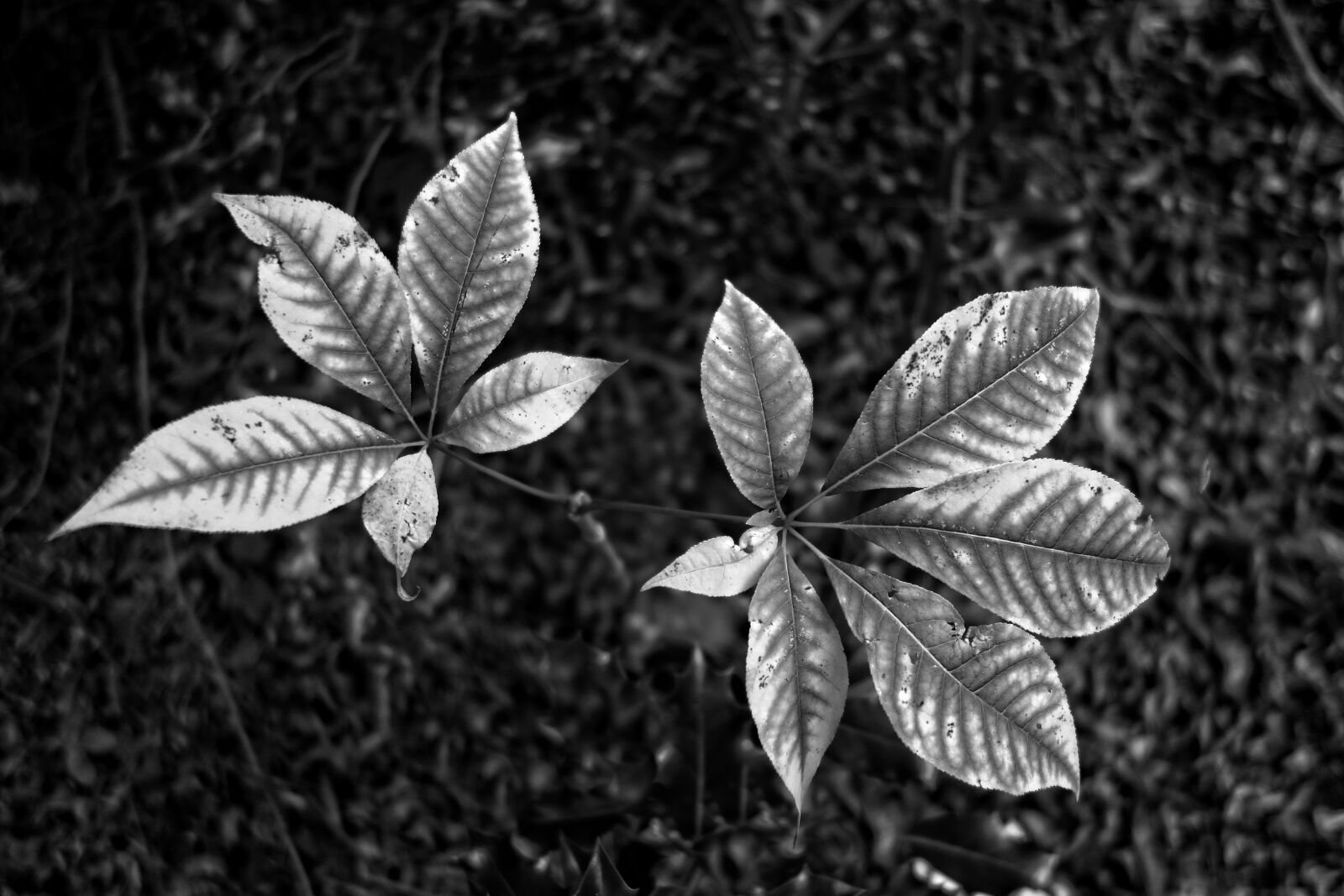 Sony Cyber-shot DSC-RX100 sample photo. Leaf, foliage, plant photography