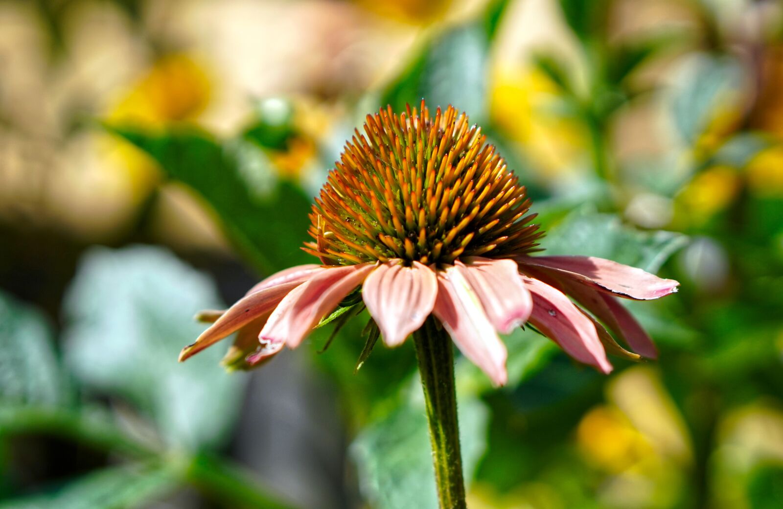 E 50mm F1.8 OSS sample photo. Echinacea, blossom, bloom photography