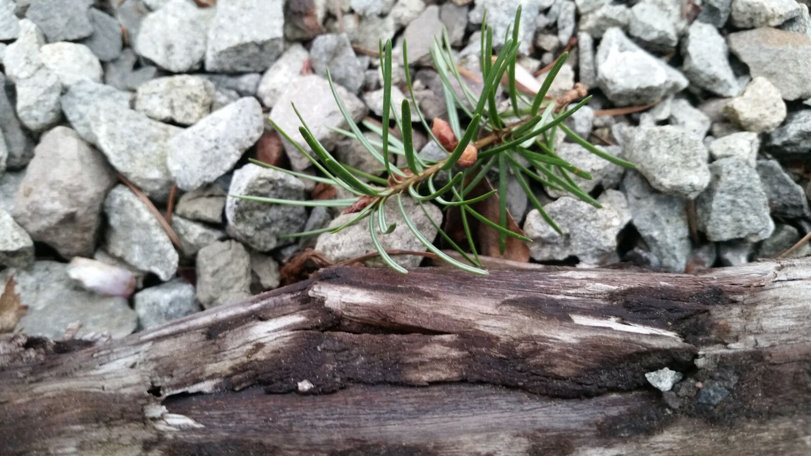 Samsung Galaxy S5 sample photo. Nature, stone, wood photography