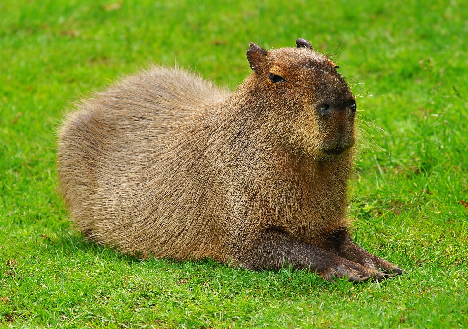 Sony a99 II + Minolta AF 80-200mm F2.8 HS-APO G sample photo. Capybara, rodent, guinea pig photography