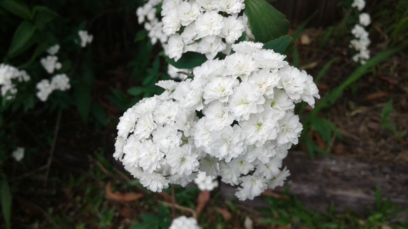 Samsung Galaxy J2 sample photo. Flower, white, a flower photography