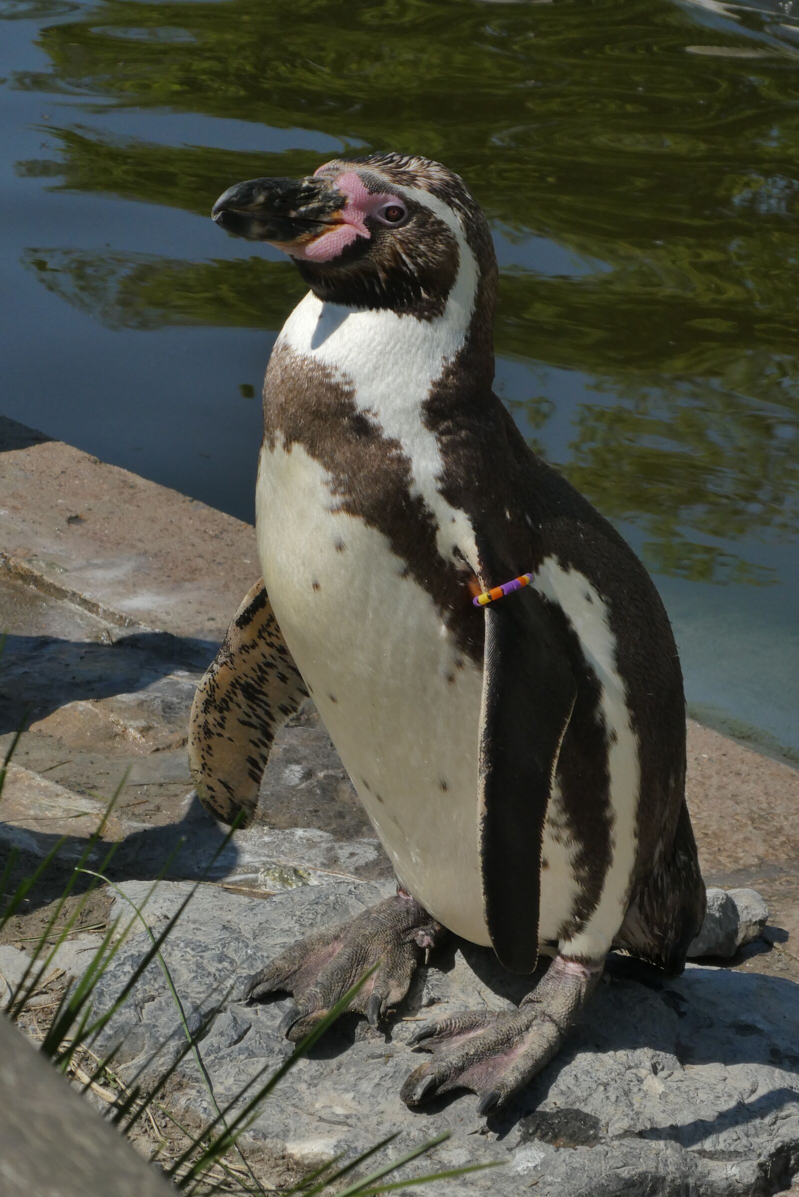 Panasonic Lumix DC-ZS70 (Lumix DC-TZ90) sample photo. Penguin, zoo, zoo planckendael photography