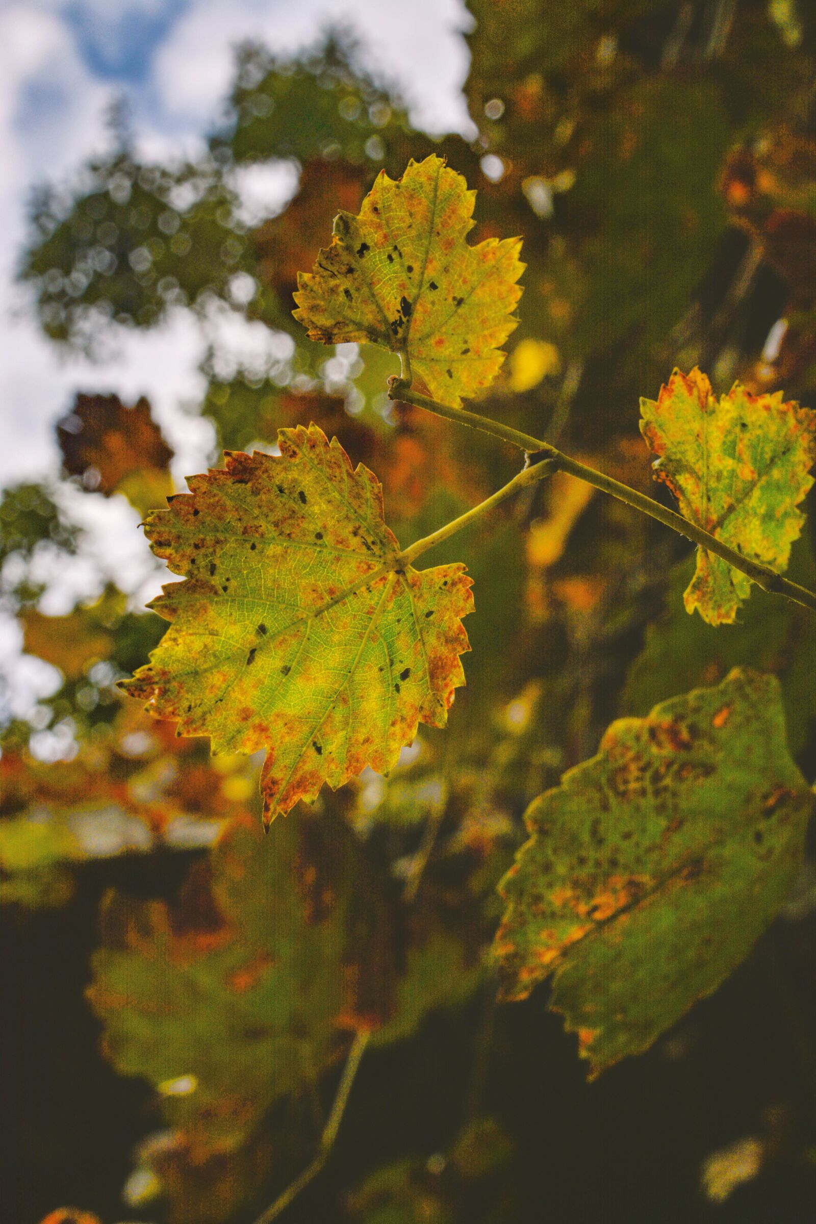 Nikon D5200 sample photo. Autumn season of love photography
