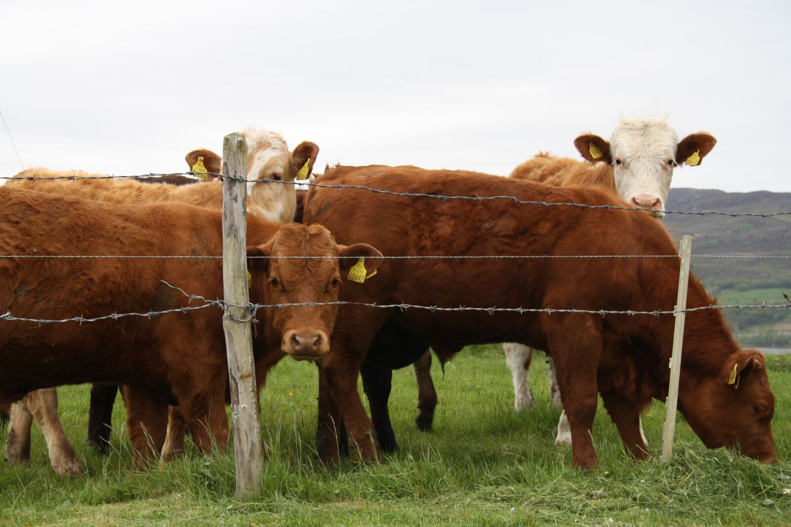 Canon EOS 1000D (EOS Digital Rebel XS / EOS Kiss F) sample photo. Cattle, cows, bulls photography