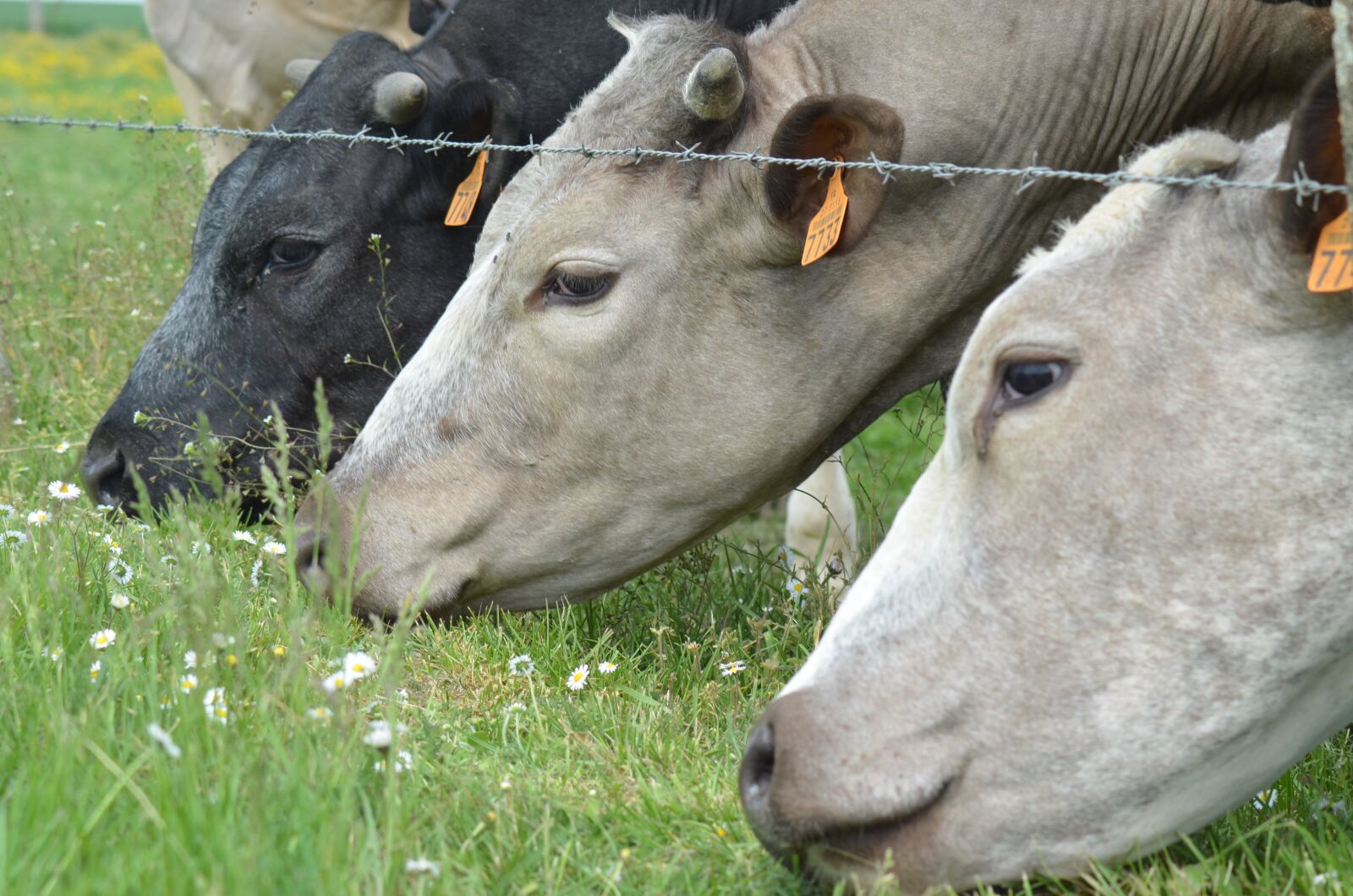 Nikon D5100 sample photo. Cow, agriculture, breeding photography